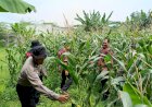Sinergi-Polsek-Balongbendo,-Pemdes-Penambangan-dan-Kelompok-Tani-Wujudkan-Ketahanan-Pangan-Mandiri