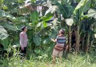Polresta-Sidoarjo-|-Wujudkan-Ketahanan-Pangan,-Bhabinkamtibmas-Polsek-Taman-Apresiasi-Perkembangan-Pohon-Pisang