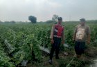 Kanit-Binmas-Polsek-Krembung-dan-Kades-Mojoruntut-Tinjau-Lahan-Pisang,-Dukung-Swasembada-Pangan