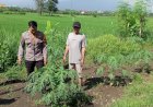 Polri-Cinta-Petani,-Kapolsek-Jabon-Optimalkan-Peran-Bhabinkamtibmas-Dukung-Ketahanan-Pangan-Tingkat-Desa