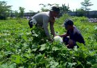 Polsek-Tanggulangin-Dorong-Ketahanan-Pangan-Polresta-Sidoarjo-di-Pekarangan-Bergizi-Kalidawir