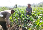 Polsek-Taman-Masifkan-Patroli-Ketahanan-Pangan,-Motivasi-Petani-Jagung