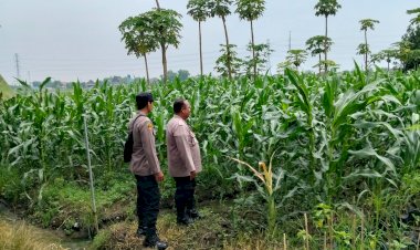 Bhabinkamtibmas-Polsek-Prambon-Kontrol-Lahan-Jagung,-Pertumbuhan-Tanaman-Normal