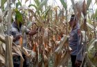 Dorong-Swasembada-Pangan,-Kapolsek-Prambon-Tinjau-Lahan-Jagung-di-Desa-Bulang