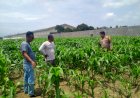 Polsek-Prambon-Dampingi-Petani-Kontrol-Tanaman-Jagung,-Antisipasi-Serangan-Hama-Ulat