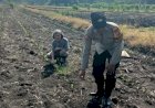 Polisi-Cinta-Petani,-Polsek-Taman-Cek-Jagung
