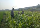 Polsek-Wonoayu-Pantau-Lahan-Jagung-Desa-Popoh-Dukung-Swasembada-Pangan