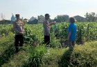Bhabinkamtibmas-Polsek-Taman-Masifkan-Penyuluhan-Ketahanan-Pangan,-Dukung-Swasembada-Jagung