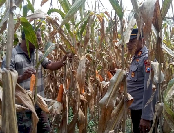 Dorong Swasembada Pangan, Kapolsek Prambon Tinjau Lahan Jagung di Desa Bulang
