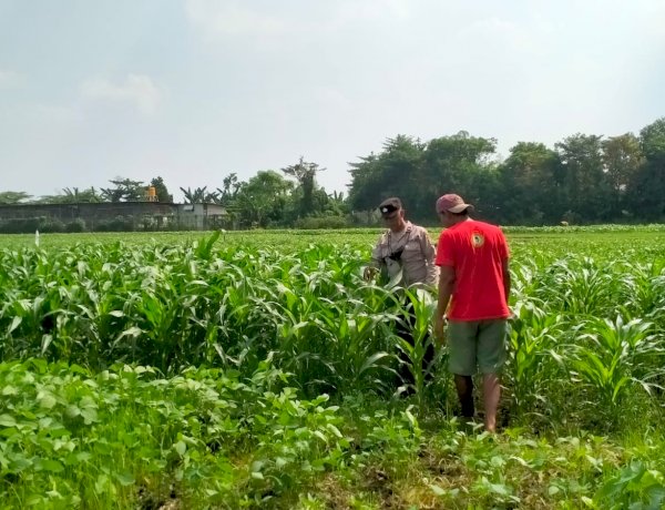Dukung Swasembada Pangan, Bhabinkamtibmas Polsek Wonoayu Kontrol Tanaman Jagung di Desa Mulyodadi