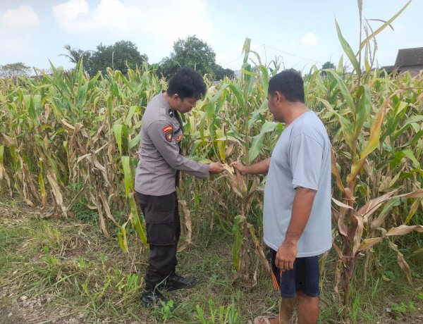 Polsek Prambon Intensif Pantau Tanaman Jagung, Dukung Asta Cita Presiden dalam Mewujudkan Ketahanan Pangan