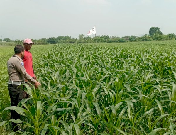 Polsek Wonoayu dan Petani Optimalkan Lahan Jagung