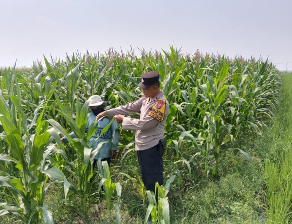 Polisi Cinta Petani, Polsek Tarik Intensif Pantau Pertumbuhan Jagung untuk Perkuat Ketahanan Pangan di Sidoarjo