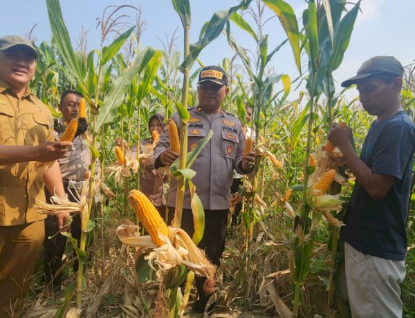 Panen Jagung Polsek Gedangan Perkuat Swasembada Pangan 2026, Wujud Nyata Polisi Cinta Petani di Sidoarjo