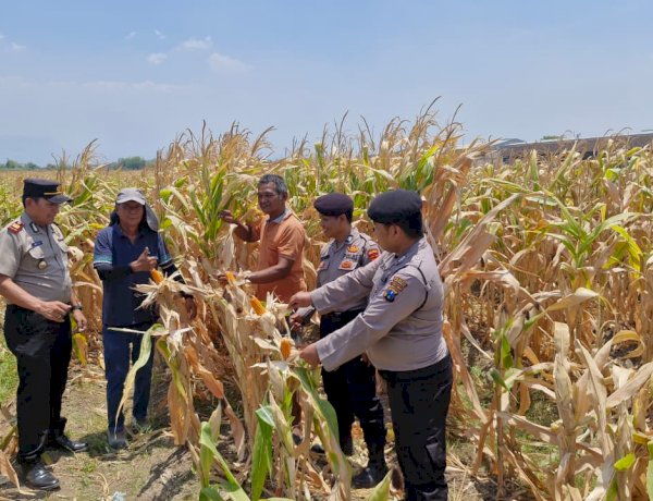 Polsek Prambon Pantau Lahan Jagung di Bulang, Perkuat Ketahanan Pangan Bersama Petani