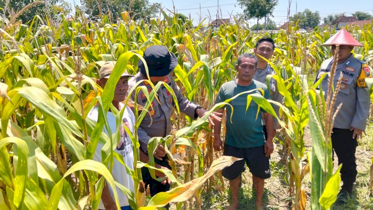 Optimalkan-Swasembada-Pangan,-Polsek-Prambon-Masifkan-Pengelolahan-Tanaman-Jagung