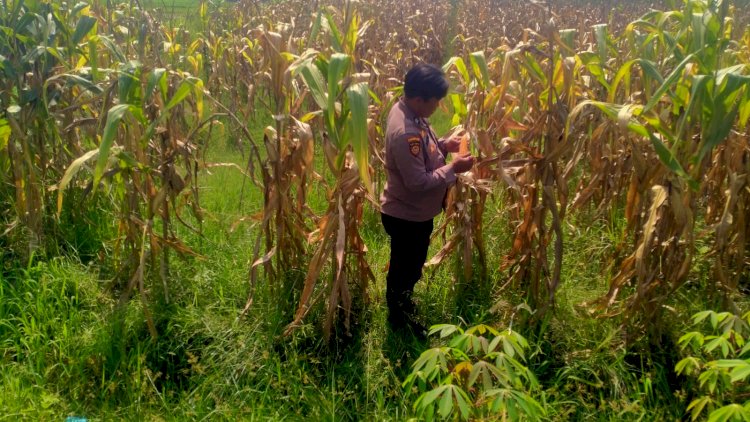 Polsek-Prambon-Dampingi-Petani,-Pastikan-Tanaman-Jagung-Siap-Dongkrak-Swasembada-Pangan