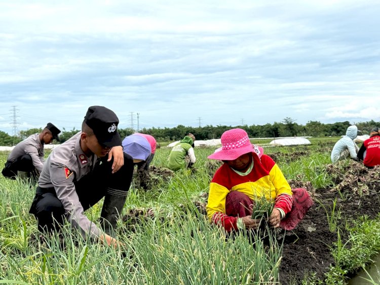 Live In  Siswa Diktukba SPN Polda Jatim  Bantu Petani Bawang Merah di Nganjuk