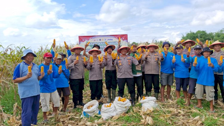 Panen Jagung, Polsek Balongbendo Targetkan 60 Ton Hasil Produksi